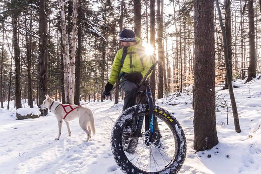 Fat-bikejoring outing in the Eastern Townships - Panorama Cycles